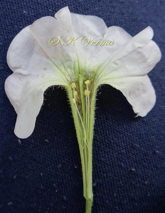  Flower V.S. showing stamens and pistil